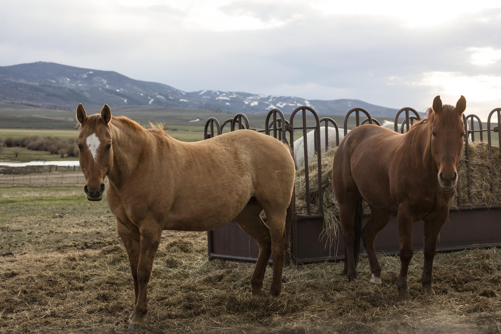 Two heavy-muscled sorrel work horses standing at a steel hay feeder in a bare winter corral at Big Creek Ranch, Carbon County, Wyoming, with snow-covered mountains behind.