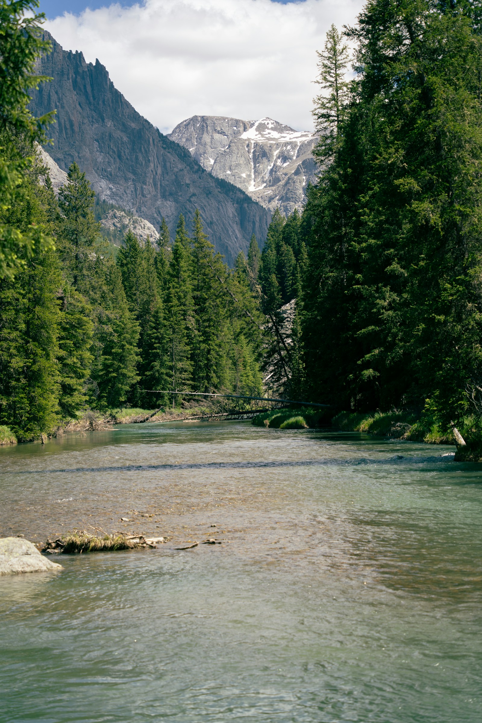 Mountain range under summer sky, evergreen forest on the lower slopes.