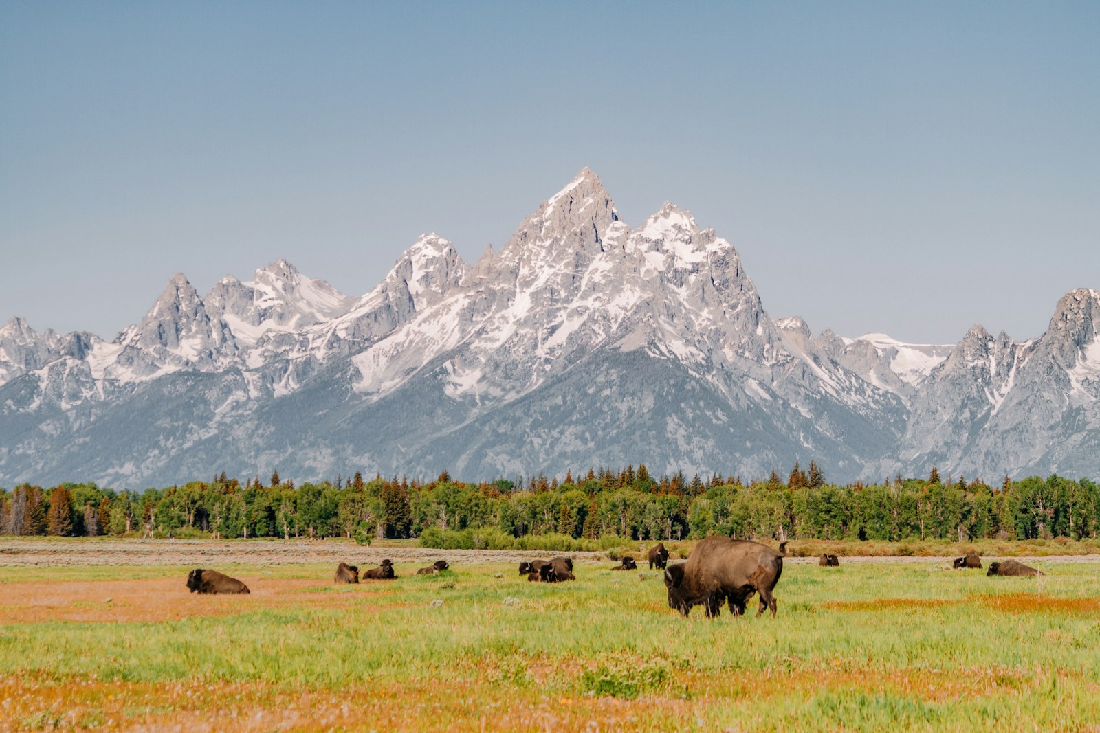 Brown cow grazing in a green pasture below snow-covered mountains.