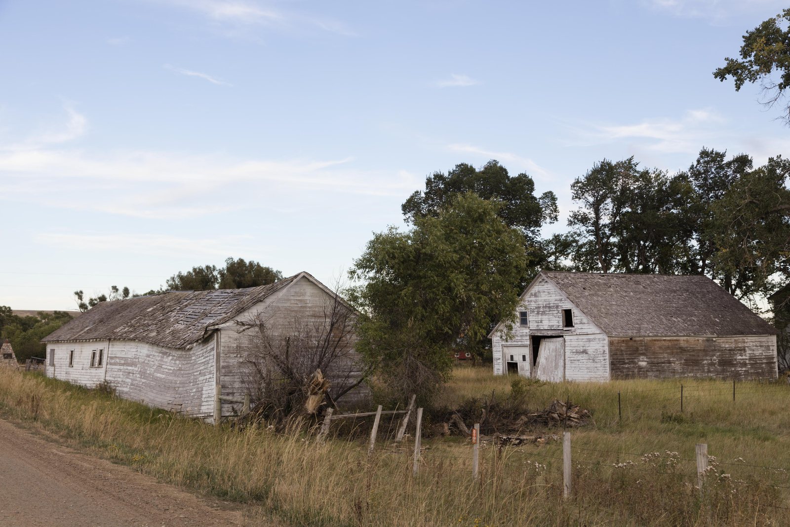 Two weathered white frame outbuildings with sagging roofs standing in dry grass behind a broken wire fence, cottonwoods grown up around them.
