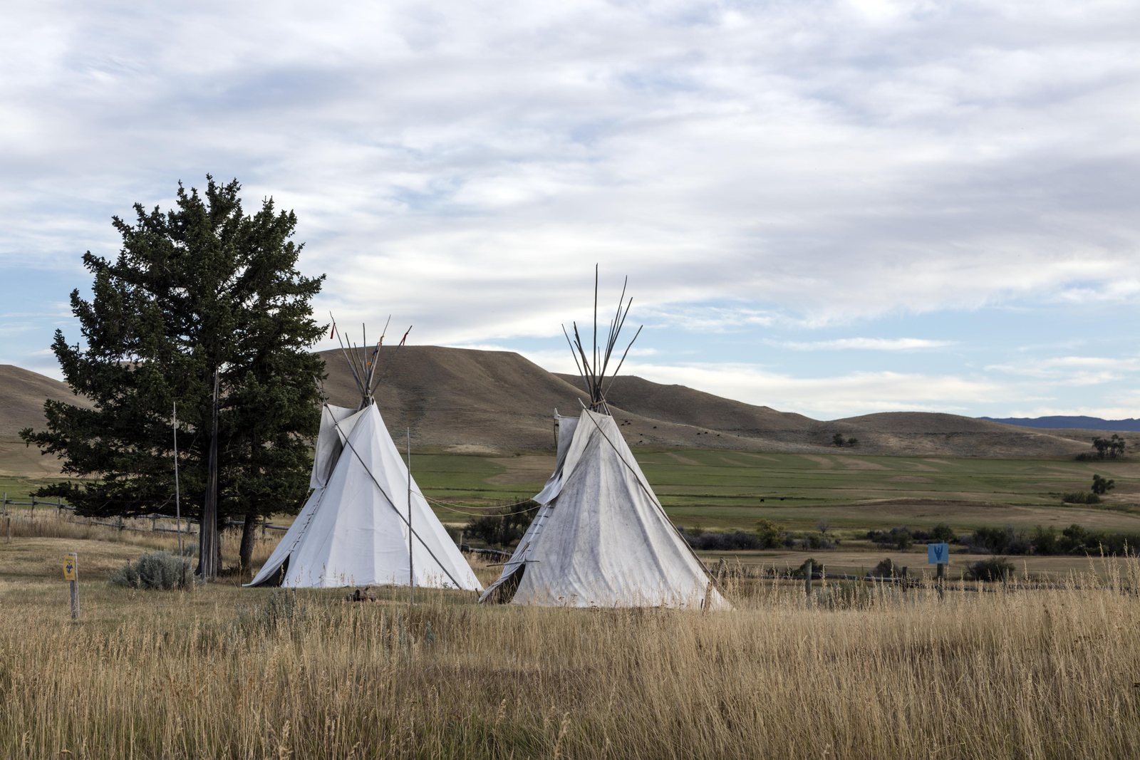 Two canvas tipis pitched in tall dry grass on open ground beside a lone pine, with green foothills and a broad valley running away behind them.