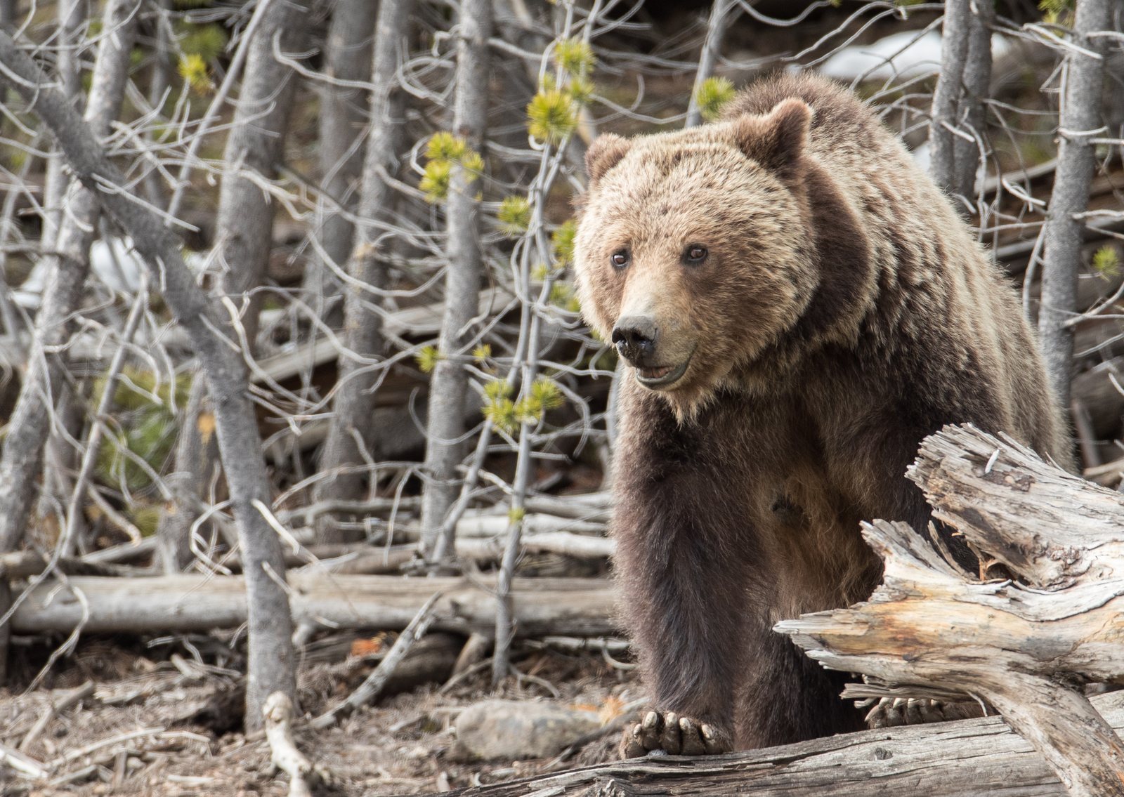 A grizzly bear standing over a weathered log in an aspen stand in Yellowstone National Park, head turned toward the camera, the shoulder hump clearly visible.