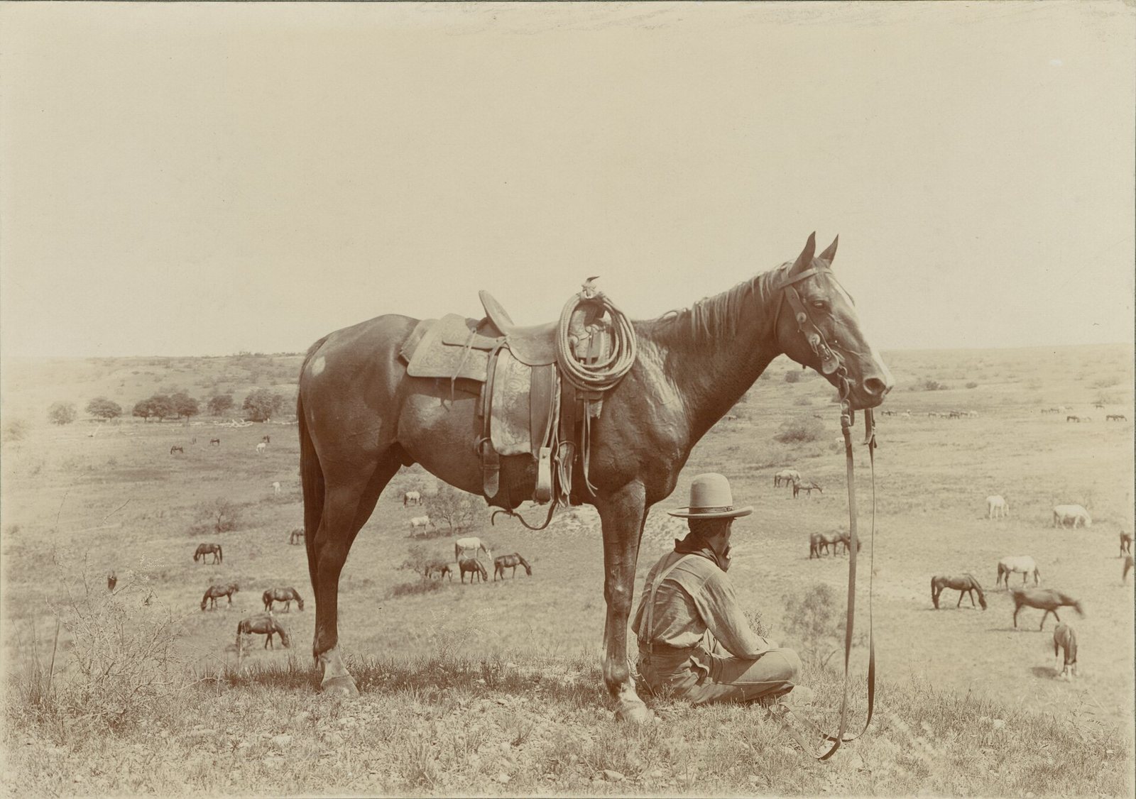An early twentieth century photograph of a saddled horse standing side-on on open plains, a wrangler crouched at its head holding a rope, with a horse herd grazing in the distance behind.