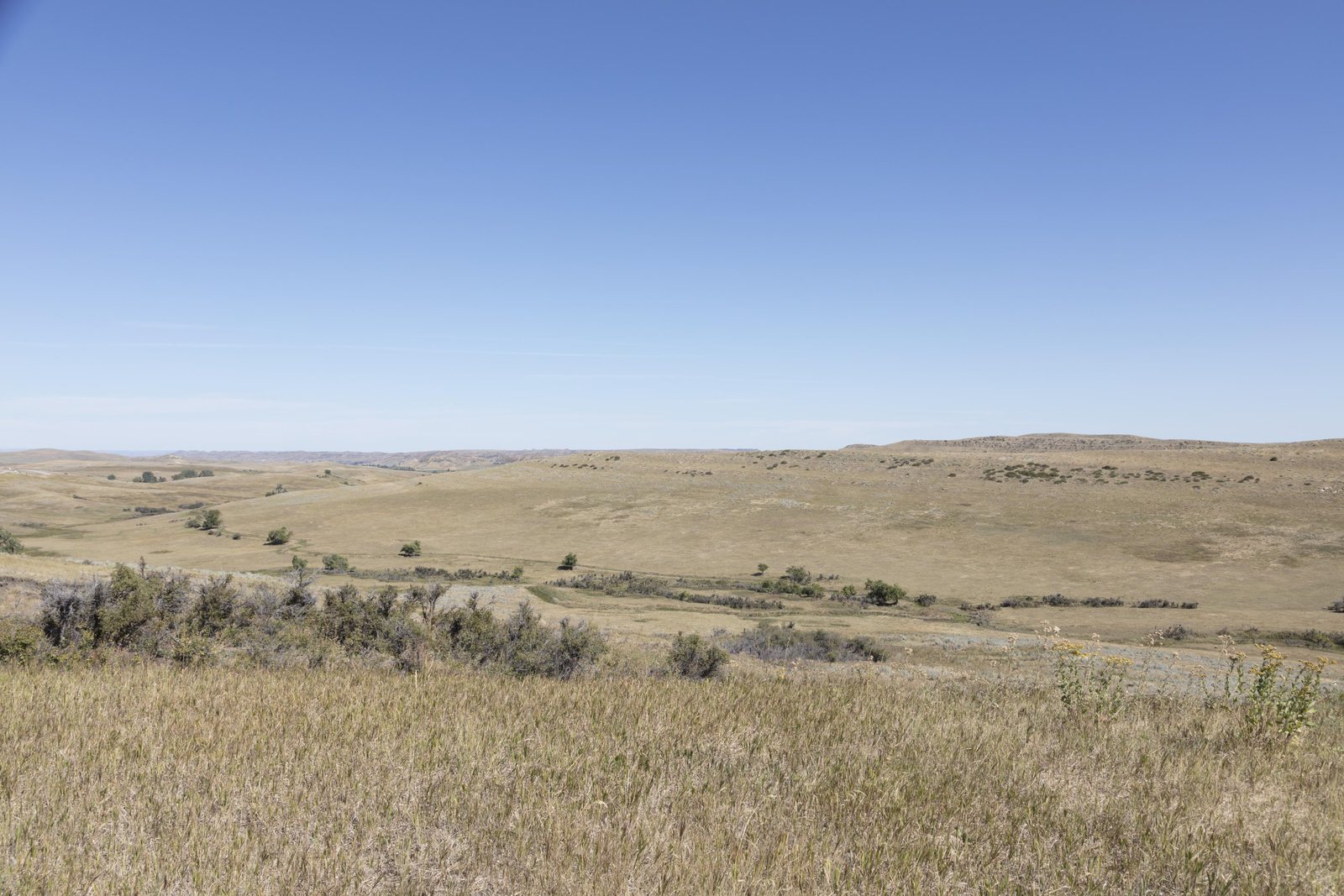 Open rolling shortgrass and sagebrush country running unbroken to a low horizon, dry grass in the foreground, no fence, building, or road in the frame.