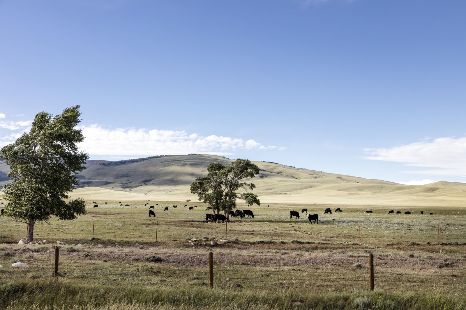 Cattle grazing on flat open grassland behind a four-wire fence, a single cottonwood at the left and long treeless hills closing the horizon.