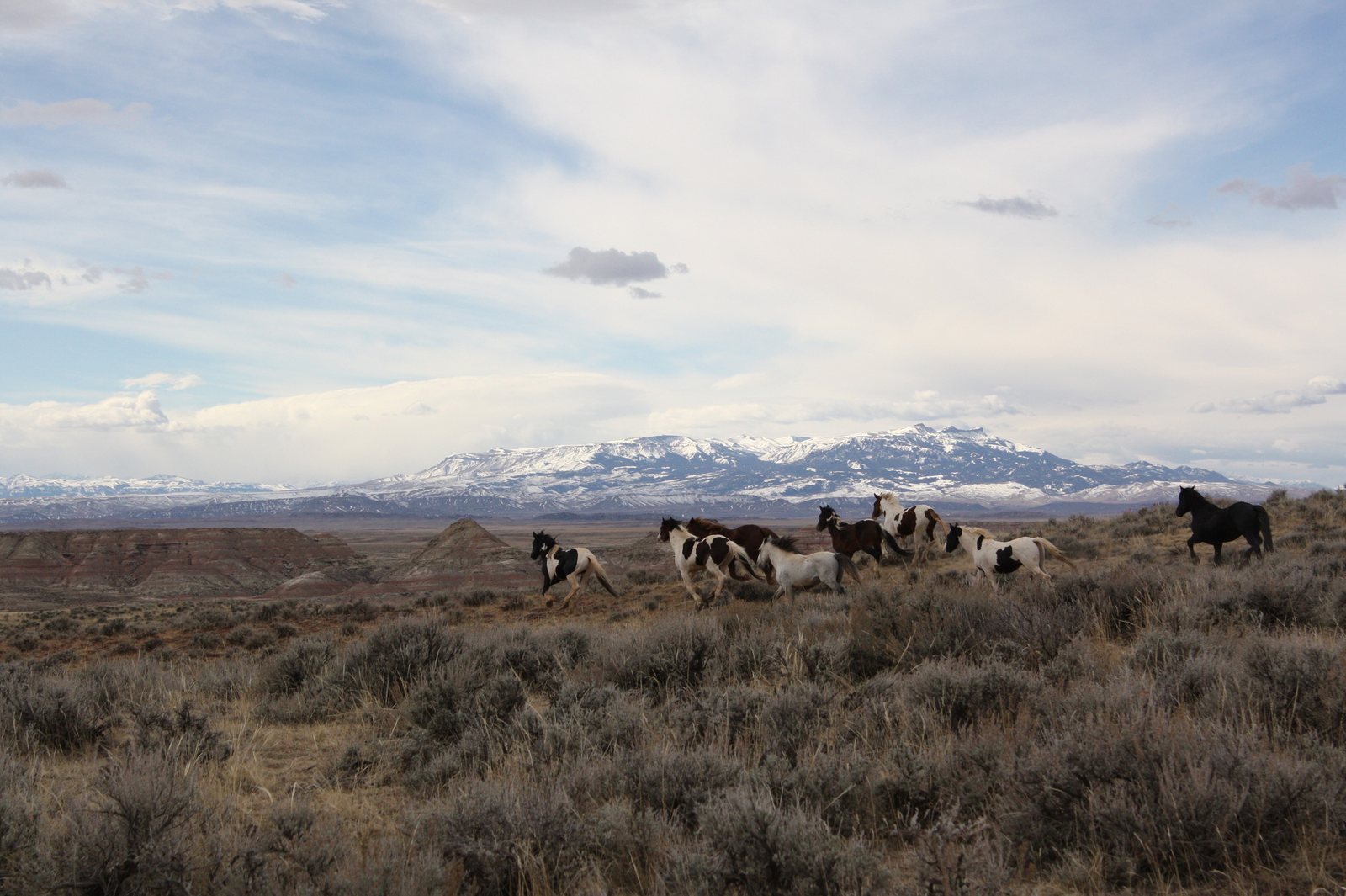 A band of wild horses strung out across sagebrush flats in the McCullough Peaks Herd Management Area, Wyoming, with a long line of snow-covered mountains on the horizon.