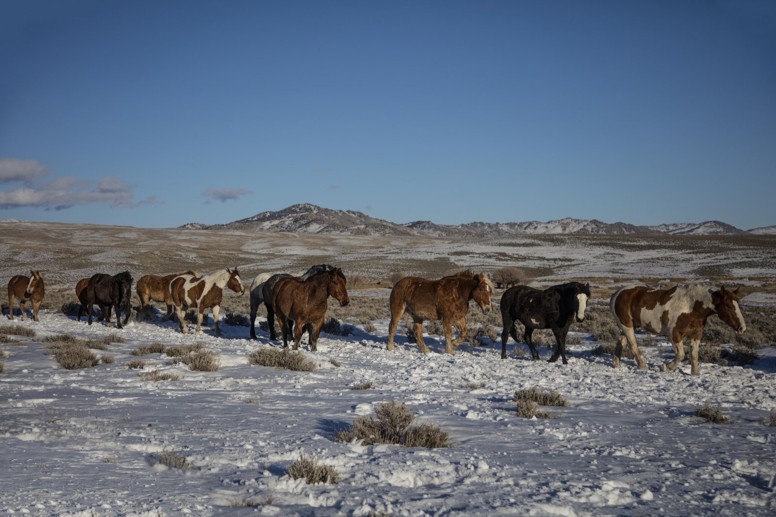 A loose band of ranch horses picking their way across snow-patched sagebrush at the Midland Ranch in Sweetwater County, Wyoming, under a hard blue winter sky.