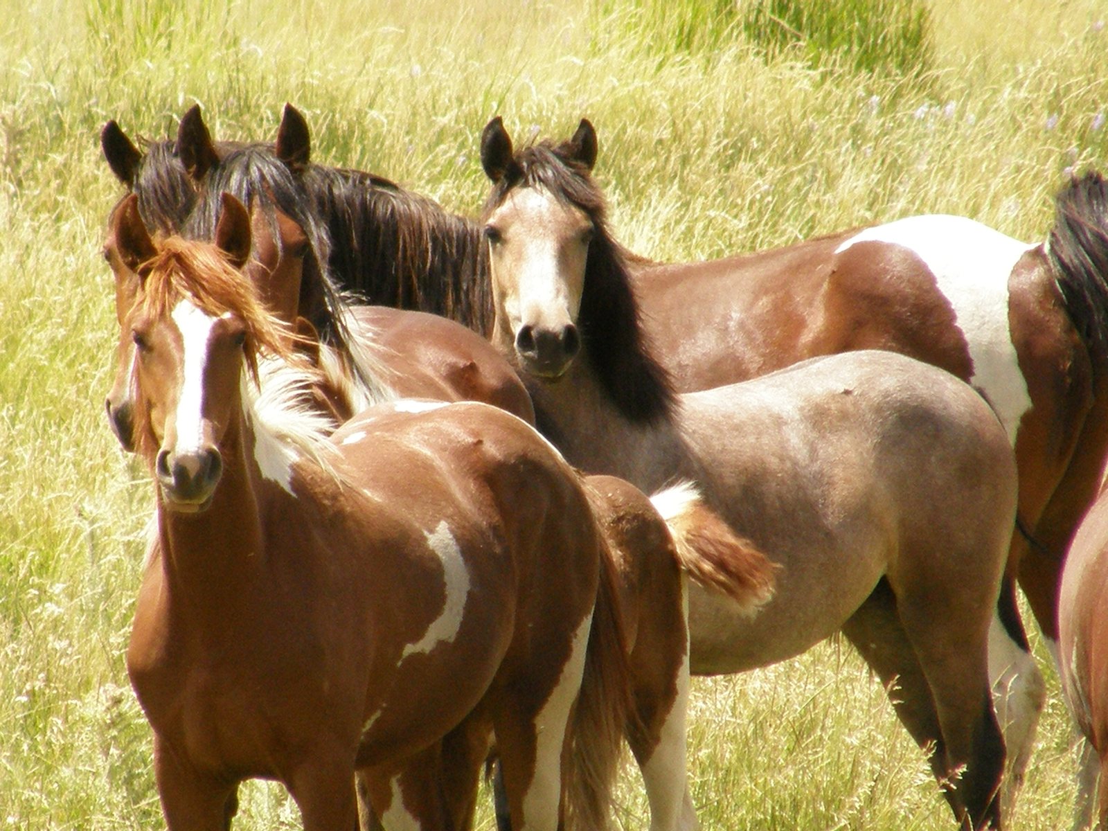 Four wild horses standing close together in tall grass on Bureau of Land Management range in Wyoming, a pinto and a bay in front with two more behind.