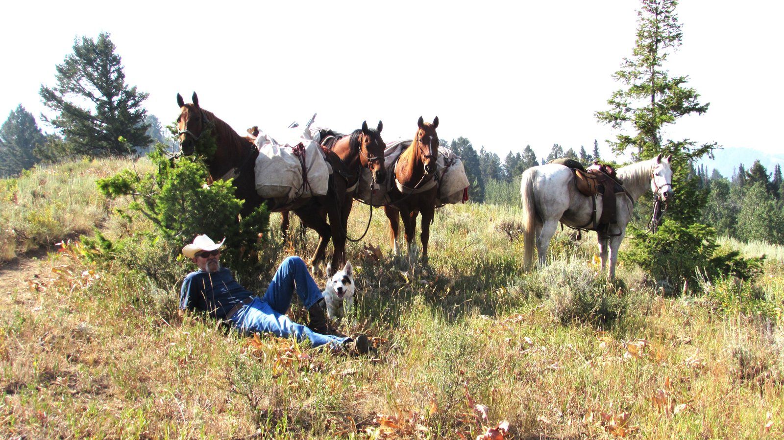 A packer lying back in the grass in the shade of a lone conifer while five saddled and loaded horses stand tied in a line behind him on a sage bench in the Bridger-Teton National Forest.