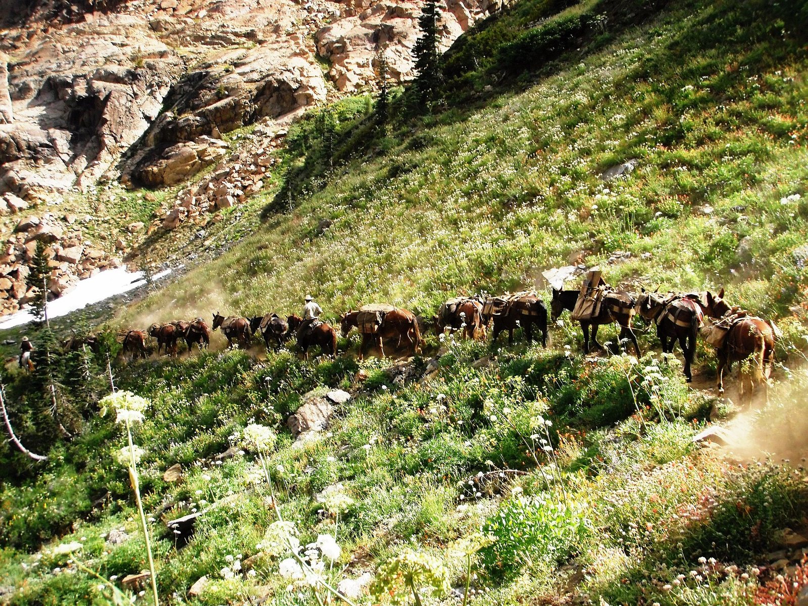 A string of loaded pack horses working single file up a narrow trail cut across a steep brushy hillside, dust rising behind them.