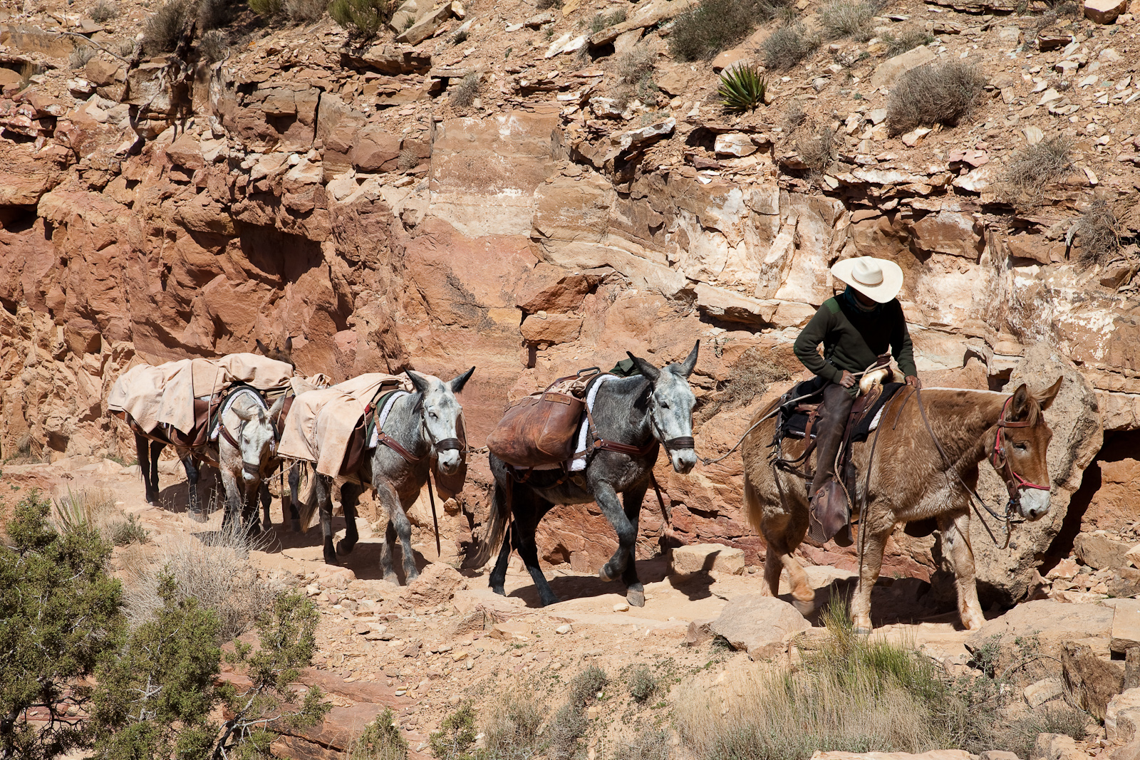 Wyoming outfitter loading panniers onto a pack mule at a national forest trailhead, with a wall tent visible in the background and a pack saddle on a rack.