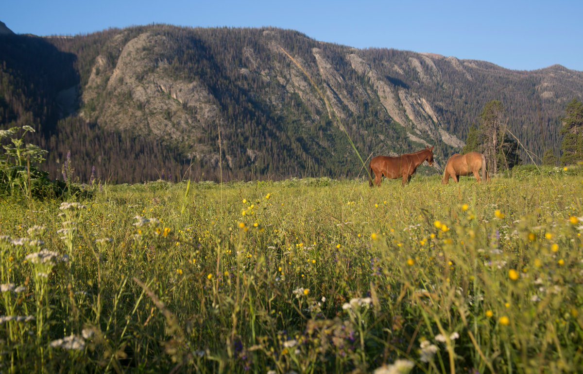 Two saddle horses grazing loose in a tall wildflower meadow in the Bridger-Teton National Forest, Wyoming, below a steep timbered ridge.
