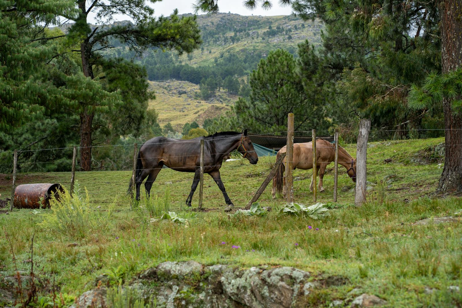 Pack horses on a single-track wilderness trail under timber.