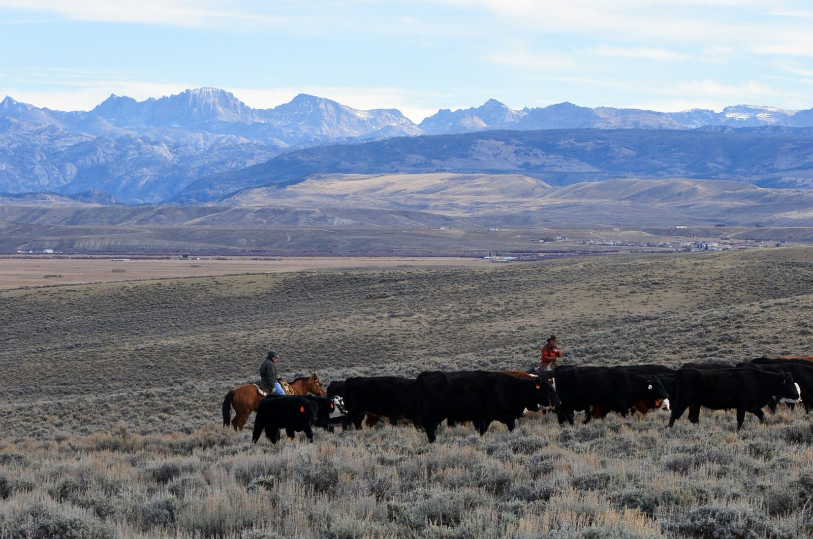 Two riders pushing a bunch of black cattle through sagebrush above a wide valley, a town visible on the flat below and a long snow-dusted range across the horizon.