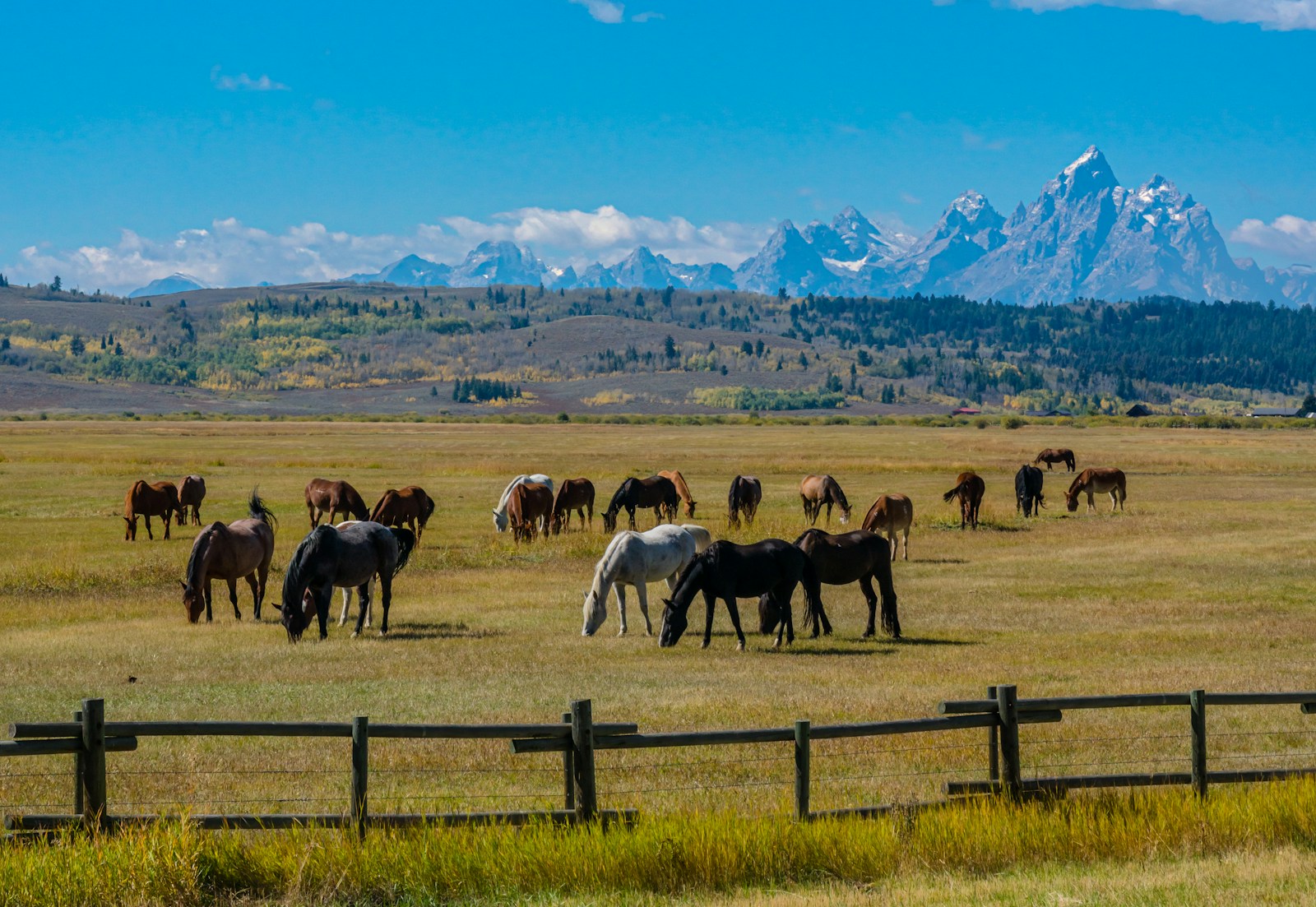 Herd of pack and saddle horses grazing in a green pasture.